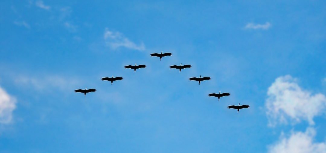 Stormo di uccelli che vola in formazione a V rappresentando la collaborazione e la leadership condivisa tipiche del metodo mastermind nel coaching